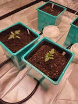 Calvin Hancock review photo