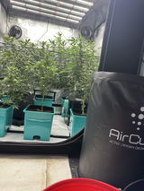 Buckeye Buds review photo