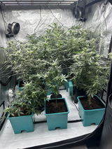 Buckeye Buds review photo