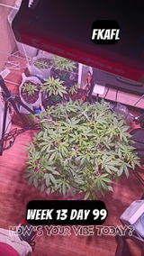 Purplecannabinoid9729 review photo