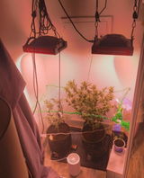 Purplecannabinoid9729 review photo