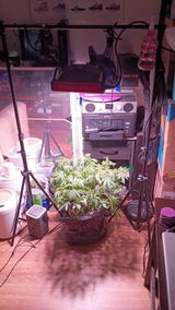Purplecannabinoid9729 review photo