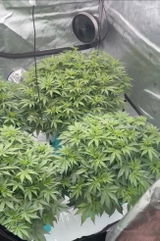 Buckcreek Farmer review photo