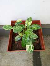 Hemanth Illathkandy review photo
