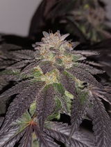 Indica Friend from Eastside review photo