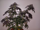 Indica Friend from Eastside review photo