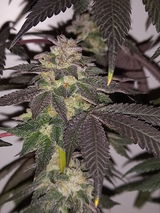 Indica Friend from Eastside review photo