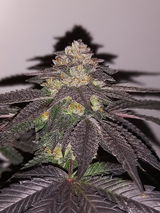 Indica Friend from Eastside review photo