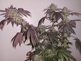 Indica Friend from Eastside review photo