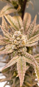Mr. T von The Happy Cannabis UG review photo