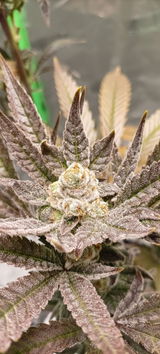 Mr. T von The Happy Cannabis UG review photo