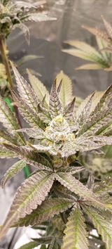 Mr. T von The Happy Cannabis UG review photo