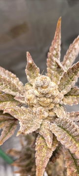 Mr. T von The Happy Cannabis UG review photo