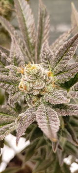 Mr. T von The Happy Cannabis UG review photo