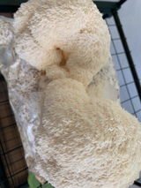 Francesca review photo