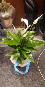 merchee review photo