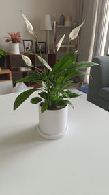 Savileo89 review photo
