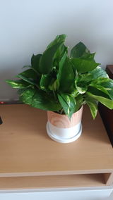 Savileo89 review photo
