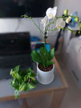 Zeze review photo