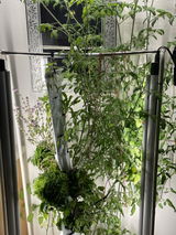 GrowMesh Complete Hydroponic Garden for growing all year, indoors and out. 16 plant aeroponic system.