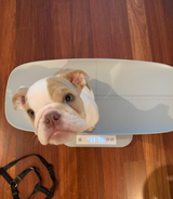 comaxe review photo