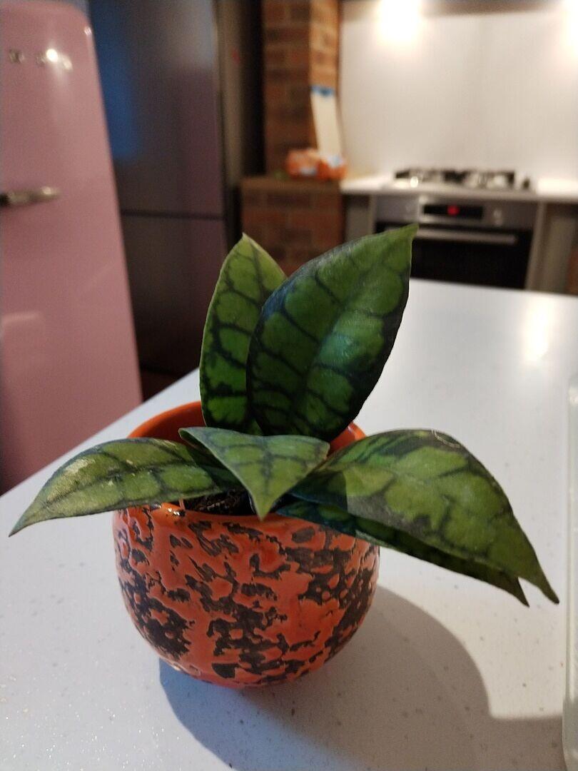 Hoya callistophylla Black Cat | Grow Tropicals