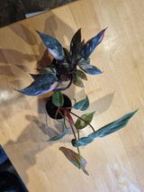 Ros F. review photo