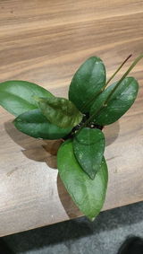 Dorota P. review photo