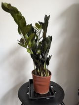 Zhak review photo