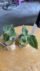 Ngwe N. review photo