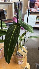 Ngwe N. review photo