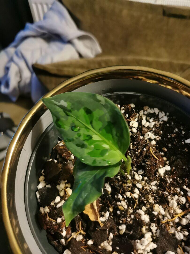 Aglaonema pictum Tricolor | Grow Tropicals