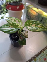 Lucy review photo