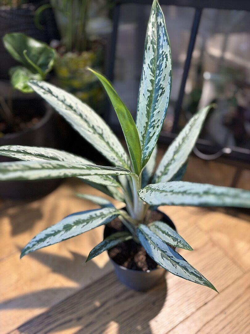 Aglaonema 'Matcha Lemon' | Bright Chinese Evergreen | GrowTropicals