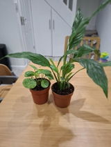 Iryna P. review photo