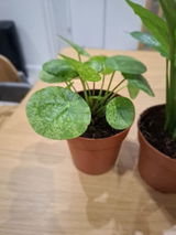 Iryna P. review photo