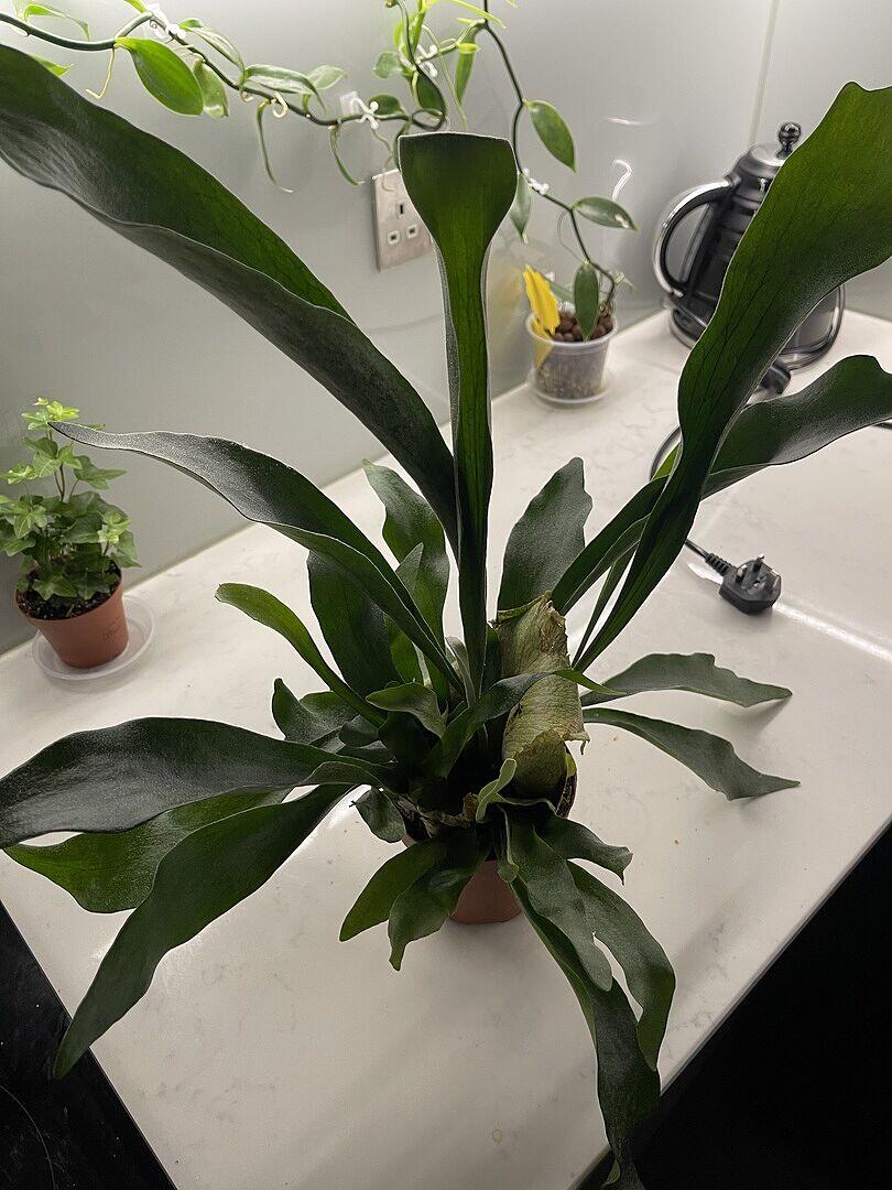 Platycerium bifurcatum | Staghorn Fern | GrowTropicals