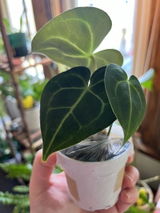 RP review photo