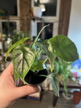 RP review photo