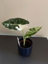 Ffion S. review photo