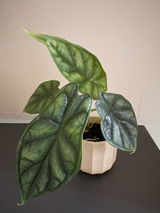 Ffion S. review photo