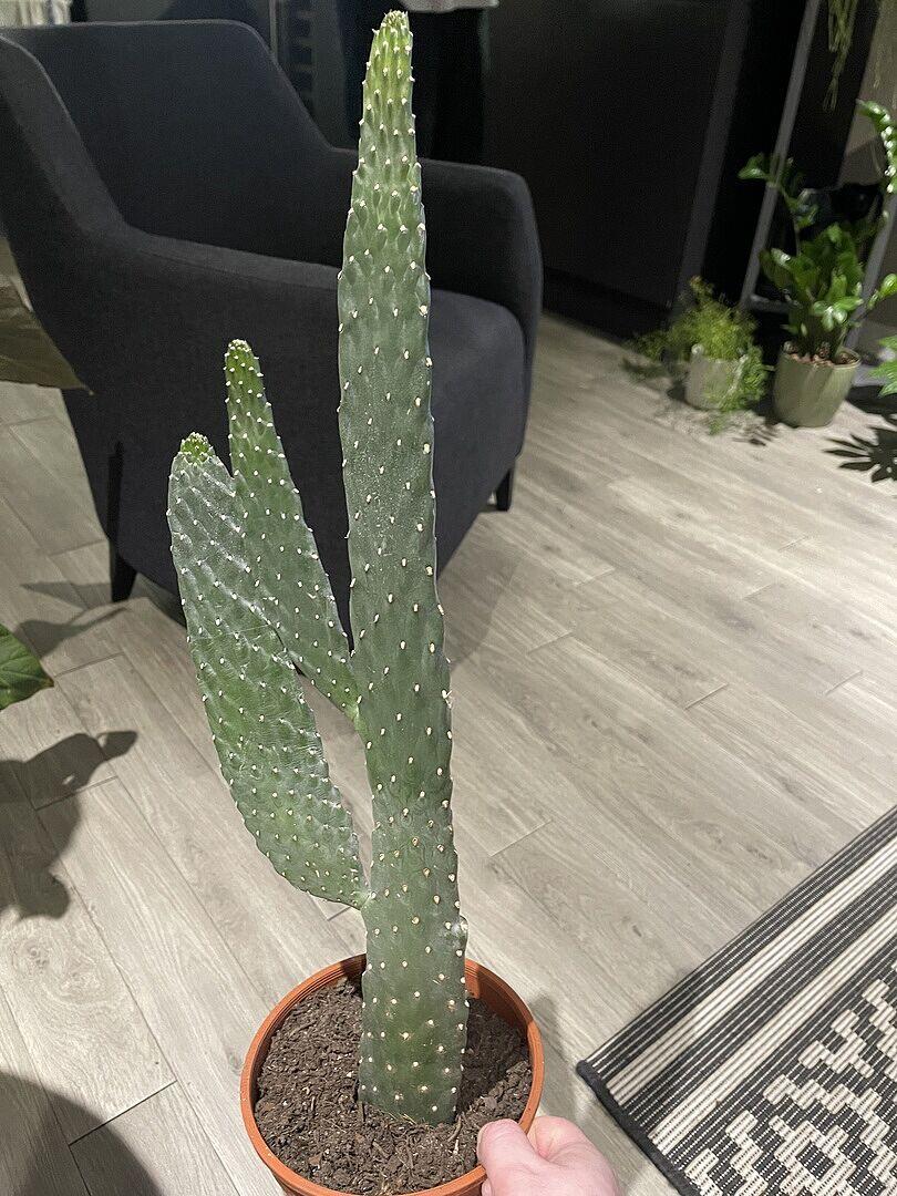 Opuntia consolea | Roadkill Cactus | GrowTropicals