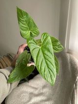 Aly review photo