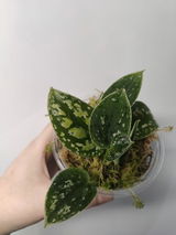 Izabela review photo