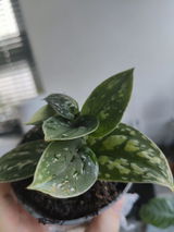 Izabela review photo