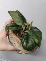 Izabela review photo