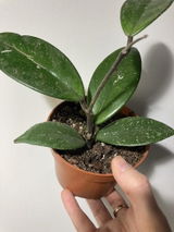 C review photo
