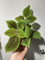 C review photo