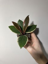 C review photo