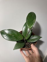 C review photo